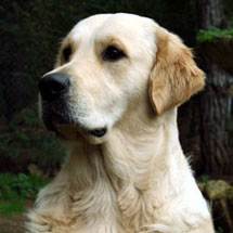 cachorros golden retriever